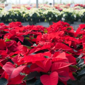 Red Poinsettia Plant Live, In 4.5 Inc Pot, Live Poinsettia Houseplant for Holiday Decoration and Gifts, Poinsettia Flowers