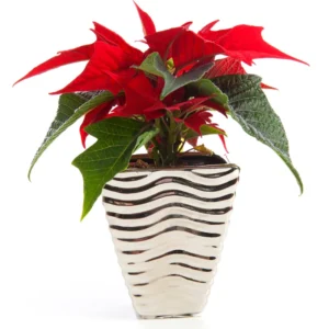 Red Poinsettia Plant Live To Grow, In 4.5 Inc Pot, Poinsettia Flowering Houseplant for Holiday Decoration and Gifts, Poinsettia Flowers