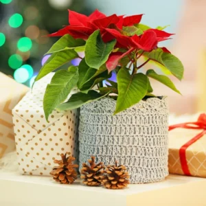 Red Poinsettia Plant Live To Grow, In 4.5 Inc Pot, Poinsettia Flowering Houseplant for Holiday Decoration and Gifts, Poinsettia Flowers