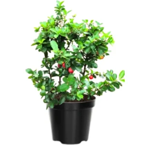 Acerola Barbados Cherry Tree Live Plant, In 4 Inch Pot, Sweet Cherry Plant for Indoor and Outdoor Growing