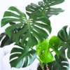 Monstera Plant, Monstera Deliciosa Plant Live 5 To 8 Inches Height Bareroot, Philodendron Plant Live Indoor Houseplant