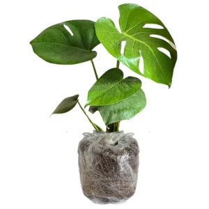 Monstera Plant, Monstera Deliciosa Plant Live 5 To 8 Inches Height Bareroot, Philodendron Plant Live Indoor Houseplant