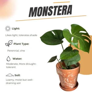 Monstera Plant, Monstera Deliciosa Plant Live 5 To 8 Inches Height Bareroot, Philodendron Plant Live Indoor Houseplant