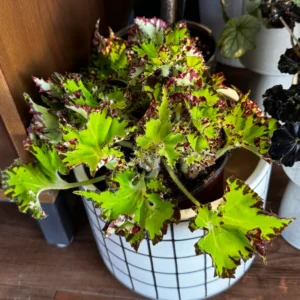 2 Begonia Plants, Mixed Rex Begonia Plants, House Plants Live Indoor, Begonia 4 Inches Bare Root Plants