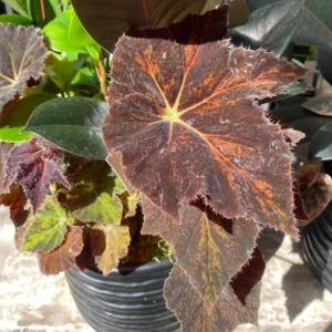 2 Begonia Plants, Mixed Rex Begonia Plants, House Plants Live Indoor, Begonia 4 Inches Bare Root Plants