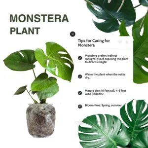 Monstera Plant, Monstera Deliciosa Plant Live 5 To 8 Inches Height Bareroot, Philodendron Plant Live Indoor Houseplant