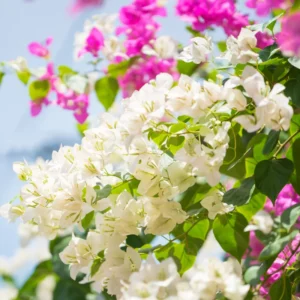 3 Bougainvillea Plants Live, Mixed Bougainvillea Flower For Outdoor Planting, Live Bougainvillea Plants From 5 Inches Tall No Pot