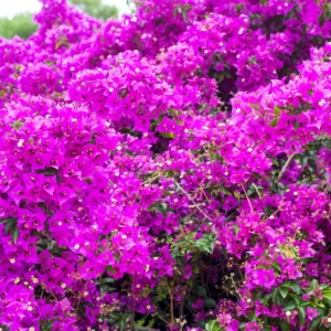 3 Bougainvillea Plants Live, Mixed Bougainvillea Flower For Outdoor Planting, Live Bougainvillea Plants From 5 Inches Tall No Pot