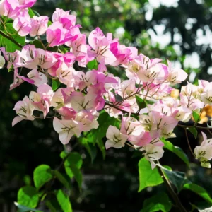 4 Bougainvillea Plants Mixed Flower Plants, Live Bougainvillea Vine Trees, Live Bougainvillea Tree, Bougainvillea Outdoor