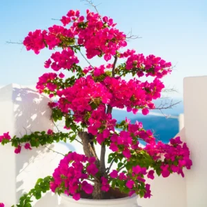 3 Bougainvillea Plants Live, Mixed Bougainvillea Flower For Outdoor Planting, Live Bougainvillea Plants From 5 Inches Tall No Pot