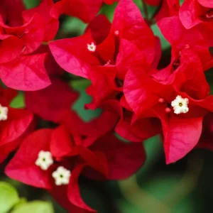 4 Bougainvillea Plants Mixed Flower Plants, Live Bougainvillea Vine Trees, Live Bougainvillea Tree, Bougainvillea Outdoor