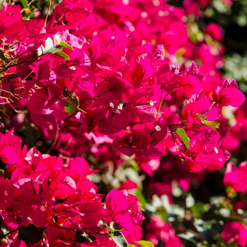 4 Bougainvillea Plants Mixed Flower Plants, Live Bougainvillea Vine Trees, Live Bougainvillea Tree, Bougainvillea Outdoor