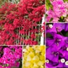 3 Bougainvillea Plants Live, Mixed Bougainvillea Flower For Outdoor Planting, Live Bougainvillea Plants From 5 Inches Tall No Pot