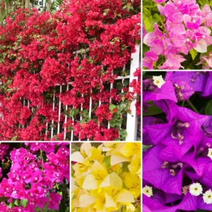 3 Bougainvillea Plants Live, Mixed Bougainvillea Flower For Outdoor Planting, Live Bougainvillea Plants From 5 Inches Tall No Pot