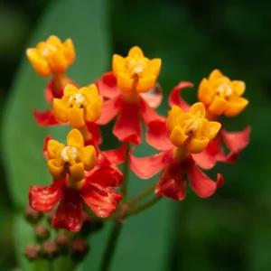 2 Milkweed Plants, Tropical Milkweed Plants, Milkweed Plants For Butterflies, Red Butterfly Milkweed 5 To 7 Inches No Pot
