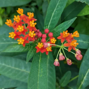 2 Butterfly Milkweed Plants, Tropical Milkweed Live Plants, Milkweed Plants For Planting From 5 To 7 Inches Height Bareroots