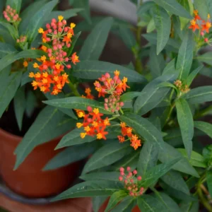 2 Butterfly Milkweed Plants, Tropical Milkweed Live Plants, Milkweed Plants For Planting From 5 To 7 Inches Height Bareroots