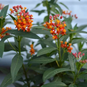 2 Butterfly Milkweed Plants, Tropical Milkweed Live Plants, Milkweed Plants For Planting From 5 To 7 Inches Height Bareroots