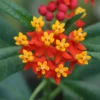2 Butterfly Milkweed Plants, Tropical Milkweed Live Plants, Milkweed Plants For Planting From 5 To 7 Inches Height Bareroots