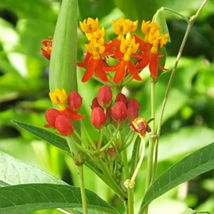 2 Butterfly Milkweed Plants, Tropical Milkweed Live Plants, Milkweed Plants For Planting From 5 To 7 Inches Height Bareroots