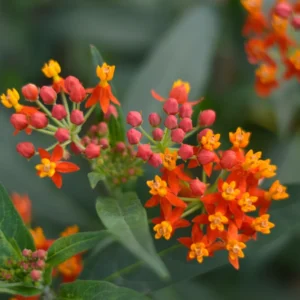 2 Milkweed Plants, Tropical Milkweed Plants, Milkweed Plants For Butterflies, Red Butterfly Milkweed 5 To 7 Inches No Pot