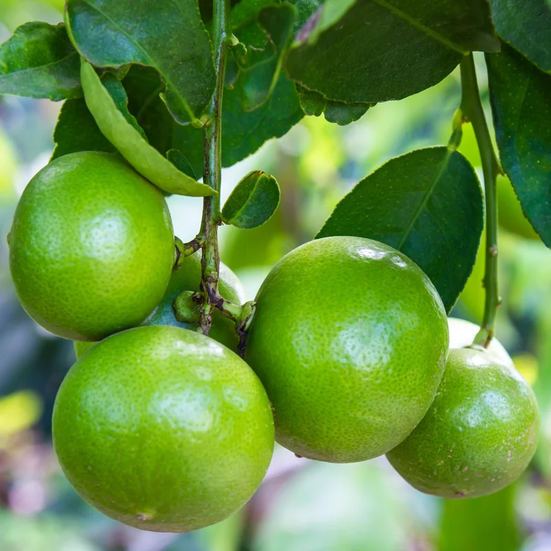 Lemon Tree, Key Lime Tree, Lime Plant, Key Lime Tree Live Plant, Live Lemon Tree 4 To 6 Inches Height Potted
