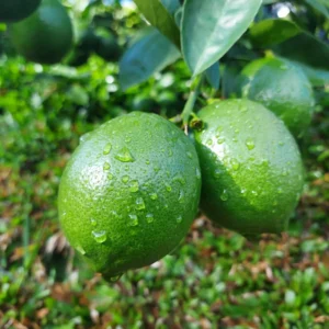 Lemon Tree, Key Lime Tree, Lime Plant, Key Lime Tree Live Plant, Live Lemon Tree 4 To 6 Inches Height Potted