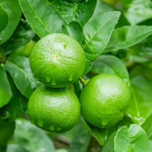 Lemon Tree, Key Lime Tree, Lime Plant, Key Lime Tree Live Plant, Live Lemon Tree 4 To 6 Inches Height Potted