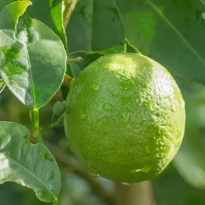 Lemon Tree, Key Lime Tree, Lime Plant, Key Lime Tree Live Plant, Live Lemon Tree 4 To 6 Inches Height Potted