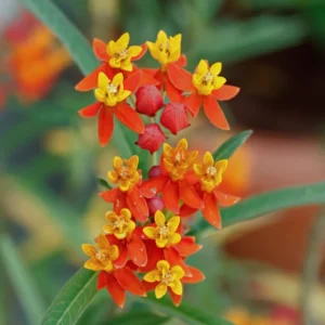 3 Red Milkweed Plants Live, Butterfly Tropical Milkweed Live Plants, Live Tropical Milkweed Plants From 5 Inches Tall Rooted