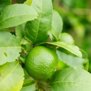 Key Lime Tree, Lime Tree Live Plant, Lemon Lime Tree, Potted Lemon Tree From 4 Inches Tall