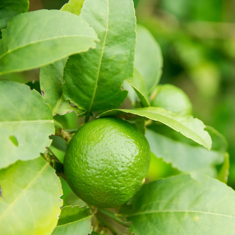 Key Lime Tree, Lime Tree Live Plant, Lemon Lime Tree, Potted Lemon Tree From 4 Inches Tall