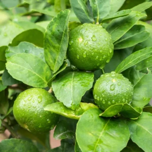 Key Lime Tree, Lime Tree Live Plant, Lemon Lime Tree, Potted Lemon Tree From 4 Inches Tall