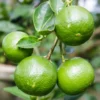 Key Lime Tree, Lime Tree Live Plant, Lemon Lime Tree, Potted Lemon Tree From 4 Inches Tall