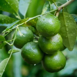 Key Lime Tree, Lime Tree Live Plant, Lemon Lime Tree, Potted Lemon Tree From 4 Inches Tall