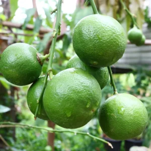 Key Lime Tree, Lime Tree Live Plant, Lemon Lime Tree, Potted Lemon Tree From 4 Inches Tall