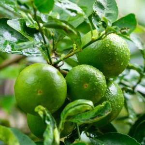 Key Lime Tree, Lime Tree Live Plant, Lemon Lime Tree, Potted Lemon Tree From 4 Inches Tall