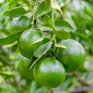 Lemon Tree Live Plant, Key Lime Tree, Lime Tree, Lime Plant Live, Key Lime Plant 4 to 5 Inches Tall Live In Pot