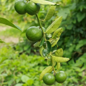 Lemon Tree Live Plant, Key Lime Tree, Lime Tree, Lime Plant Live, Key Lime Plant 4 to 5 Inches Tall Live In Pot