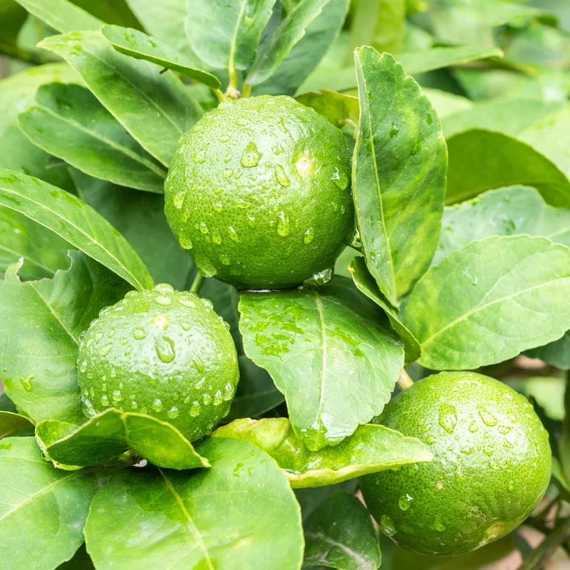 Lemon Tree Live Plant, Key Lime Tree, Lime Tree, Lime Plant Live, Key Lime Plant 4 to 5 Inches Tall Live In Pot