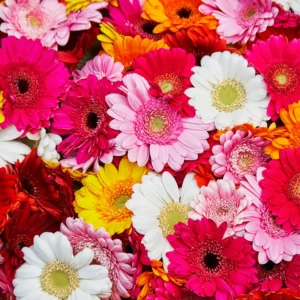 2 Gerbera Daisy Plants, Gerbera Flower Plants, Perennial Flowering Plants Live, Indoor Outdoor Flower Plants, House Plants