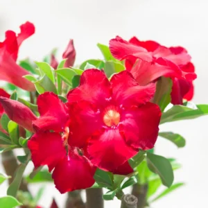 Desert Rose Plant Live, Desert Rose Plant Live, Adenium Obesum Desert Rose 5 To 7 Inches Tall No Pot, Tropical Flowers Plant