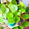 Pilea Peperomioides, Pilea Peperomioides Plant Live, Pilea Peperomioides Plant Live In Pot
