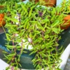 Ruby Necklace Succulent Live Plant, Ruby Necklace Plant Live Potted, String Of Rubies Plant