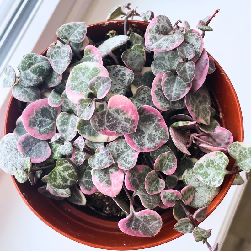 Variegated String of Hearts, Variegated String Of Hearts Plant Live, String Of Hearts Plant Live Potted, Trailing Succulent Plant Live