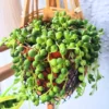 String of Pearls Plant Live, Live String Of Pearls Plant, Succulents Plant Live String Of Pearls, Live Trailing Plant Indoor