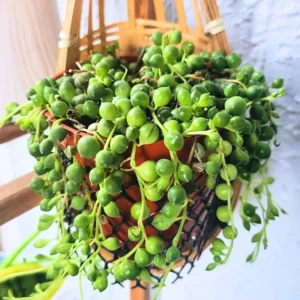 String of Pearls Plant Live, Live String Of Pearls Plant, Succulents Plant Live String Of Pearls, Live Trailing Plant Indoor