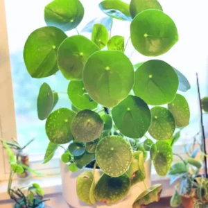 Pilea Peperomioides Plant, Pilea Peperomia Live Plant, Peperomia Live Plant, Houseplants, Indoor Plant Live