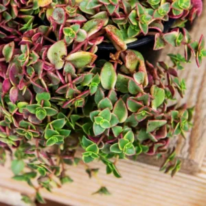 Crassula Succulent Live Plant - Unique Variety in a 4-Inch Pot, Ideal for Indoor or Outdoor Decor