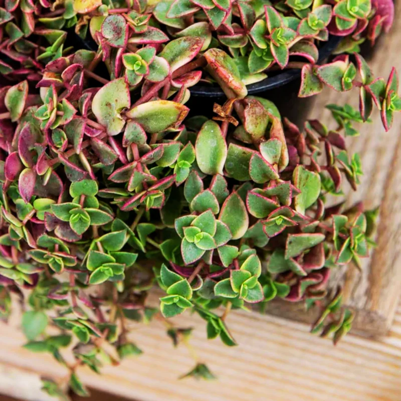 Crassula Succulent Live Plant - Unique Variety in a 4-Inch Pot, Ideal for Indoor or Outdoor Decor